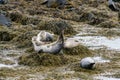 Seals, sea lions sunbathing in Ytri Tunga beach in Snaefellsnes Peninsula in West Iceland Royalty Free Stock Photo