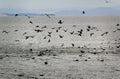 Seals and Seagulls Activity