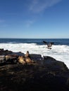 Seals and seagulls on rocks at La Jolla, California