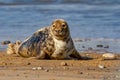 Seals at the Seal Colony on the beach at Horsey, Norfolk Royalty Free Stock Photo