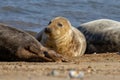 Seals at the Seal Colony on the beach at Horsey, Norfolk Royalty Free Stock Photo