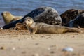 Seals at the Seal Colony on the beach at Horsey, Norfolk Royalty Free Stock Photo