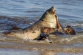 Seals at the Seal Colony on the beach at Horsey, Norfolk Royalty Free Stock Photo