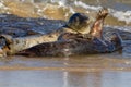 Seals at the Seal Colony on the beach at Horsey, Norfolk Royalty Free Stock Photo