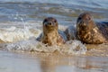 Seals at the Seal Colony on the beach at Horsey, Norfolk Royalty Free Stock Photo