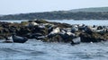 Seals on shore, Farne Islands, Northumberland