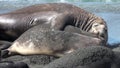 Seals show love tenderness regard on coastline of Falkland Islands Antarctica.