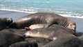 Seals show love tenderness regard on coastline of Falkland Islands Antarctica.