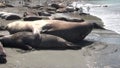 Seals show love tenderness regard on coastline of Falkland Islands Antarctica.