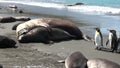 Seals show love tenderness regard and penguins on Falkland Islands Antarctica.