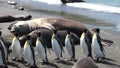 Seals show love tenderness regard and penguins on Falkland Islands Antarctica.