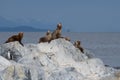 Seals and a Single Cormorant in the Beagle Channel Royalty Free Stock Photo