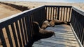 Seals, Skeleton coast, Namibia Royalty Free Stock Photo