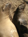 2 seals sleeping on the beach in the Galapagos islands