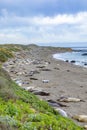 Seals sleeping at the beach near San Simeon