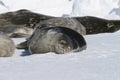 Seals sleeping on ice Royalty Free Stock Photo