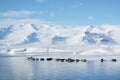 Seals sleeping in Jokulsarlon, Iceland