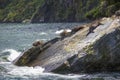 Seals Sleeping In Milford Sound, At Seal Rock
