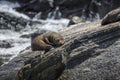 Seals Sleeping In Milford Sound, At Seal Rock