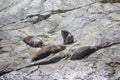 Seals Sleeping In Milford Sound, At Seal Rock