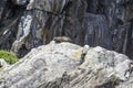 Seals sleeping in Milford Sound, at Seal Rock Royalty Free Stock Photo
