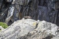 Seals sleeping in Milford Sound, at Seal Rock