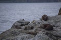 Seals sleeping on rock