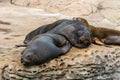 Seals sleeping on rock under sunlight in a aquarium