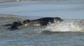 Seals Splashing in the Sea