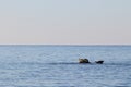 Seals spotted seal, largha seal, Phoca largha on the rock in sunny day. Wild spotted seal sanctuary. Calm blue sea, wild marine