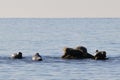 Seals spotted seal, largha seal, Phoca largha on the rock and in the water in sunny day. Wild spotted seal sanctuary.