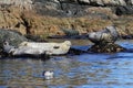 Seals spotted seal, largha seal, Phoca largha laying on coastal rocks. Wild spotted seal sanctuary. Calm blue sea, wild marine m