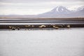 Seals sunbathe, black sand beach, Hvitserkur, Iceland Royalty Free Stock Photo
