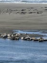 seals sunbathing on the beach with seagulls Royalty Free Stock Photo