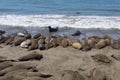 Seals Sunbathing In San Simeon, California
