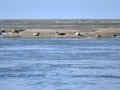 Seals sunbathing on sand bank for the coast of Somme Bay France Royalty Free Stock Photo