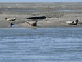 Seals sunbathing on sand bank for the coast of Somme Bay France Royalty Free Stock Photo