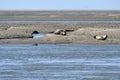 Seals Sunbathing On Sand Bank For The Coast Of Somme Bay France