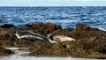 Seals Sunbathing