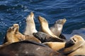 Seals Sunning Royalty Free Stock Photo