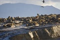 Seals sunning on the coast in Cape Town Royalty Free Stock Photo