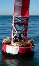 Seals sunning on a harbor buoy Royalty Free Stock Photo