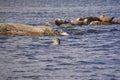 seals are sunning on the rock Royalty Free Stock Photo