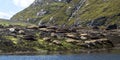 Seals sunning on rocky tidal shore Royalty Free Stock Photo