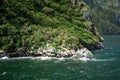 Seals sunning themselves in Milford Sound, part of Fiordland National Park, New Zealand Royalty Free Stock Photo