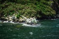 Seals sunning themselves in Milford Sound, part of Fiordland National Park, New Zealand Royalty Free Stock Photo