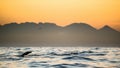 Seals swim and jumping out of water on sunset Royalty Free Stock Photo