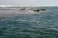 Seals take to the sea Royalty Free Stock Photo