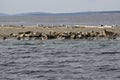 Seals with their pups on Minor Island