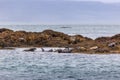 Seals on the Treshnish isles Royalty Free Stock Photo